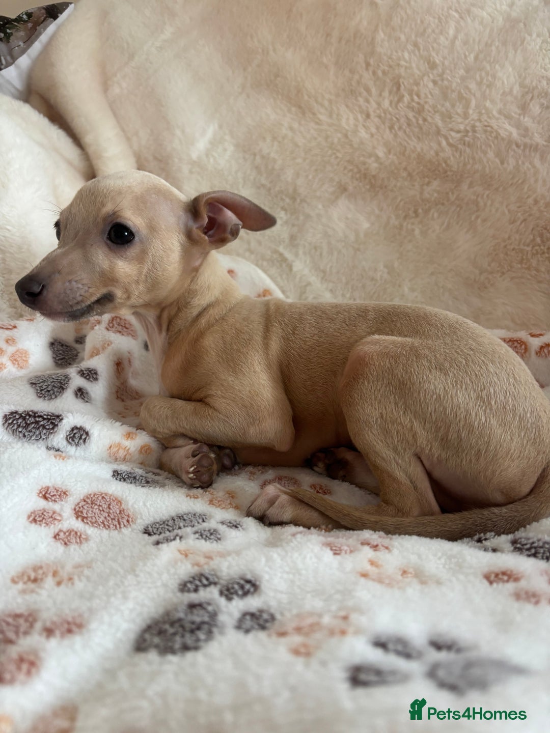 Italian Greyhound dogs for sale: 2 beautiful cream and blue boys - Advert 3