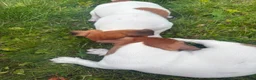 Jack Russell dogs for sale: 5 male Jack Russell puppies ready to go - Advert 17