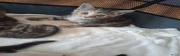 Mixed Breed cats for sale: Kittens - Advert 6
