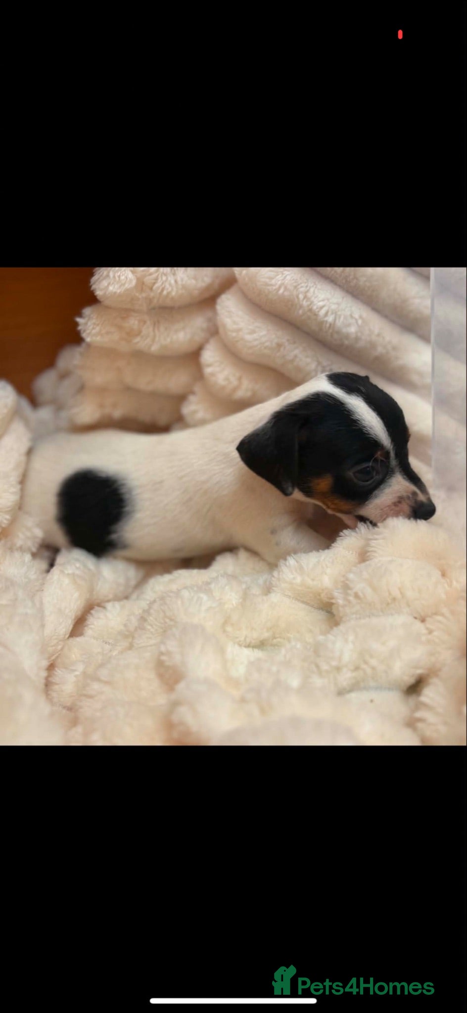 Jackshund dogs Jackshund Puppies 🐶 - Advert 1