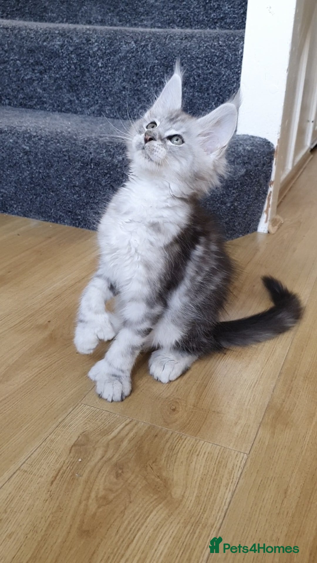 Maine Coon cats for sale: pure reg maine coon kittens - Image 9