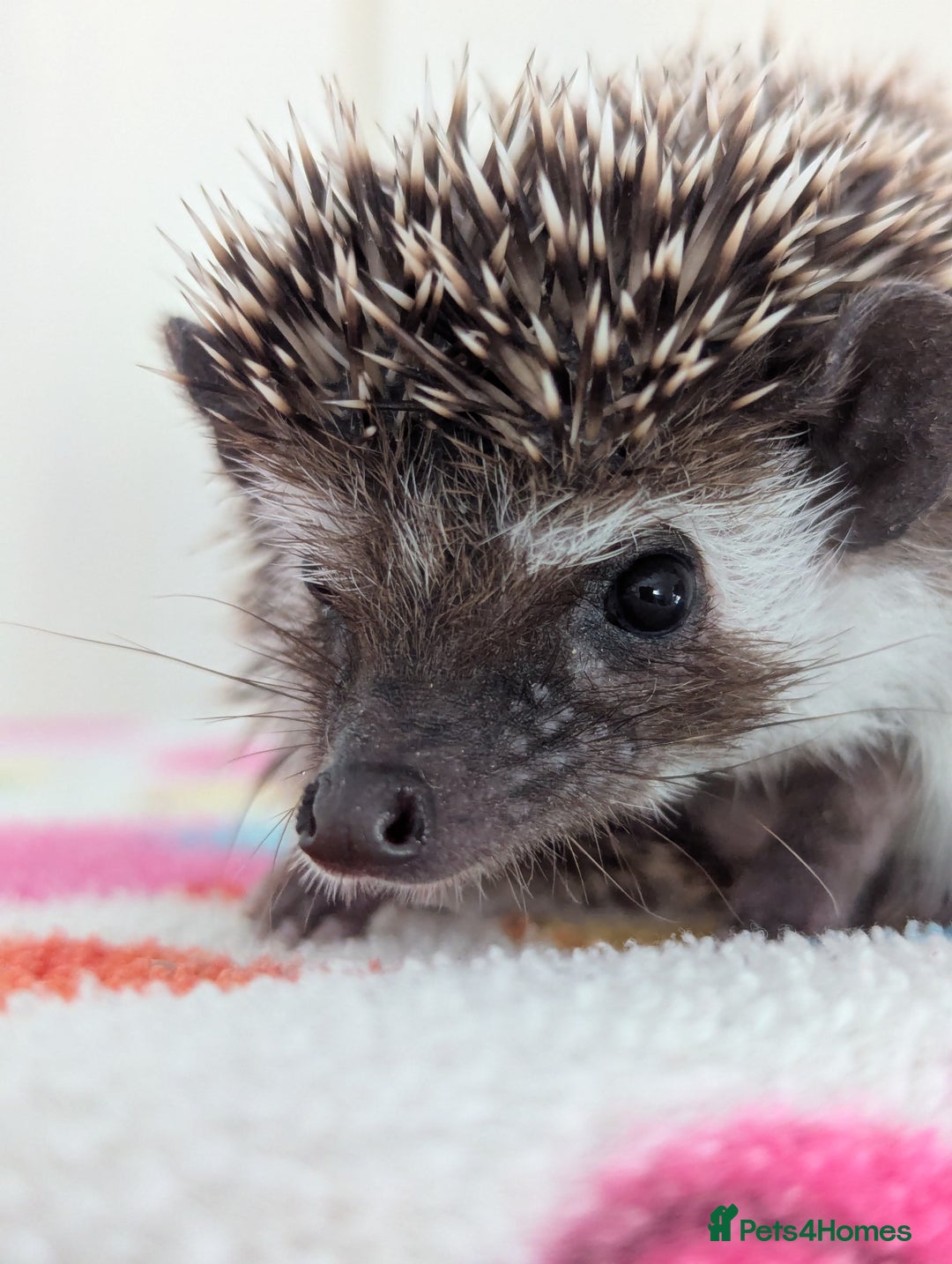 Pygmy Hedgehog rodents for sale: Beautiful Hoglets Ready to Reserve Now - Image 8