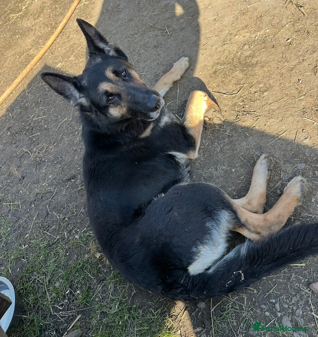 Mixed Breed dogs for sale: Beautiful shepherd in need of loving home - Image 5