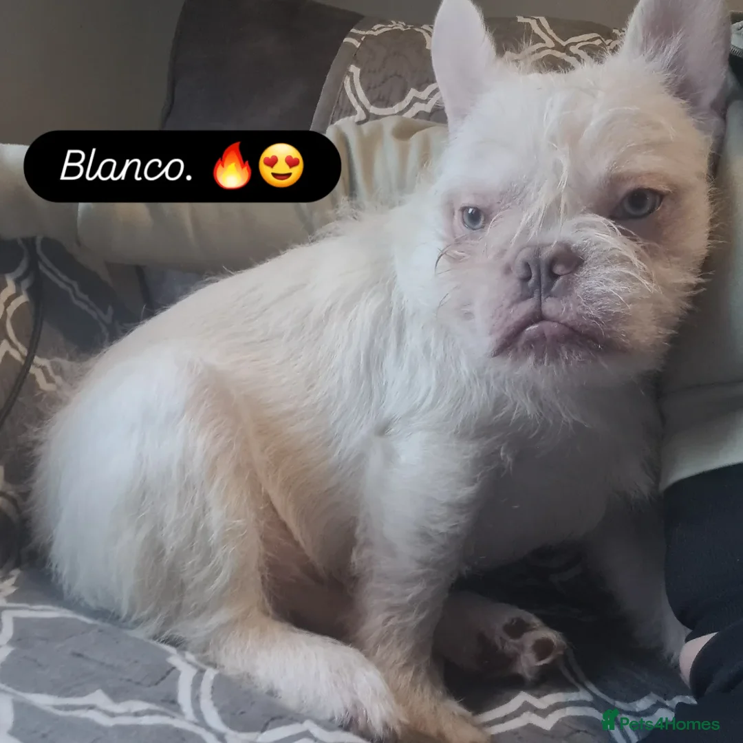 French Bulldog dogs for sale: Furnished french bulldog puppies  - Advert 8