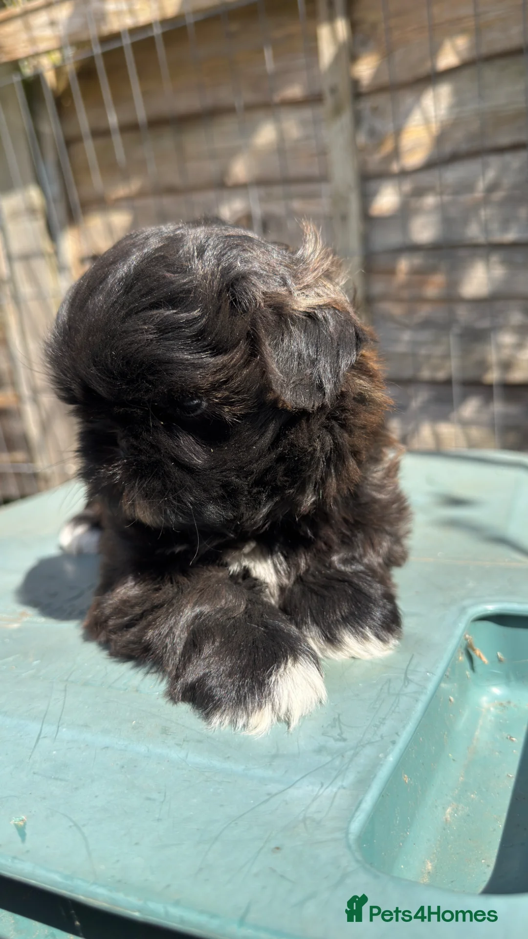 Shih Tzu dogs for sale: One male & two female shihtzu for sale - Advert 4