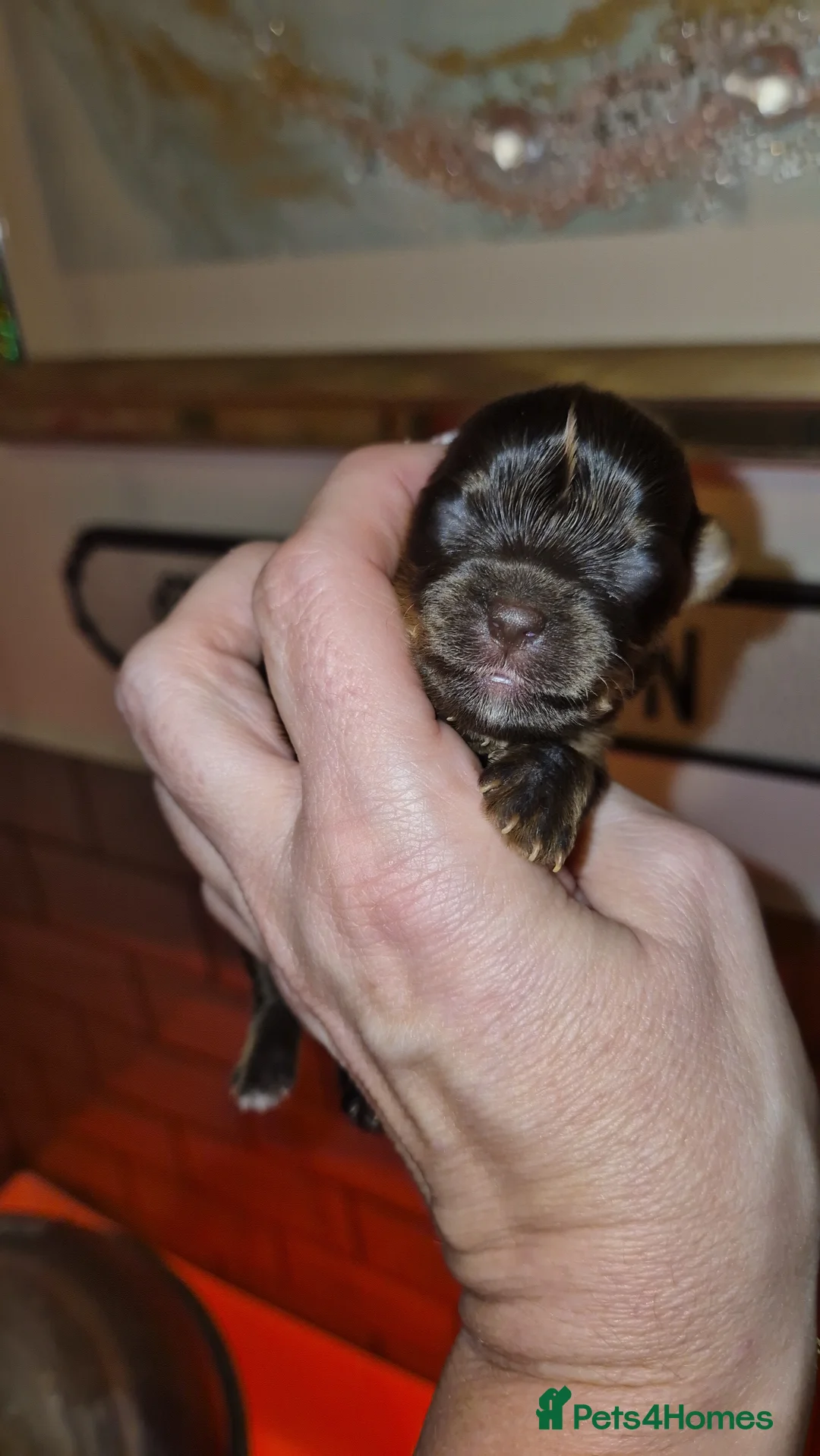 Yorkshire Terrier dogs for sale: REDUCED LAST 2 BOYS  - Advert 15