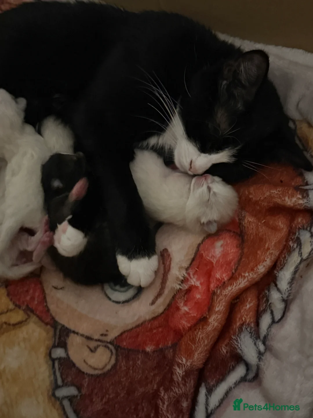 Ragdoll cats for sale: 5 beautiful ragdoll cross kittens available. - Advert 14