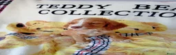 Cocker Spaniel dogs for sale: READY NOW Adorable puppies - Advert 2