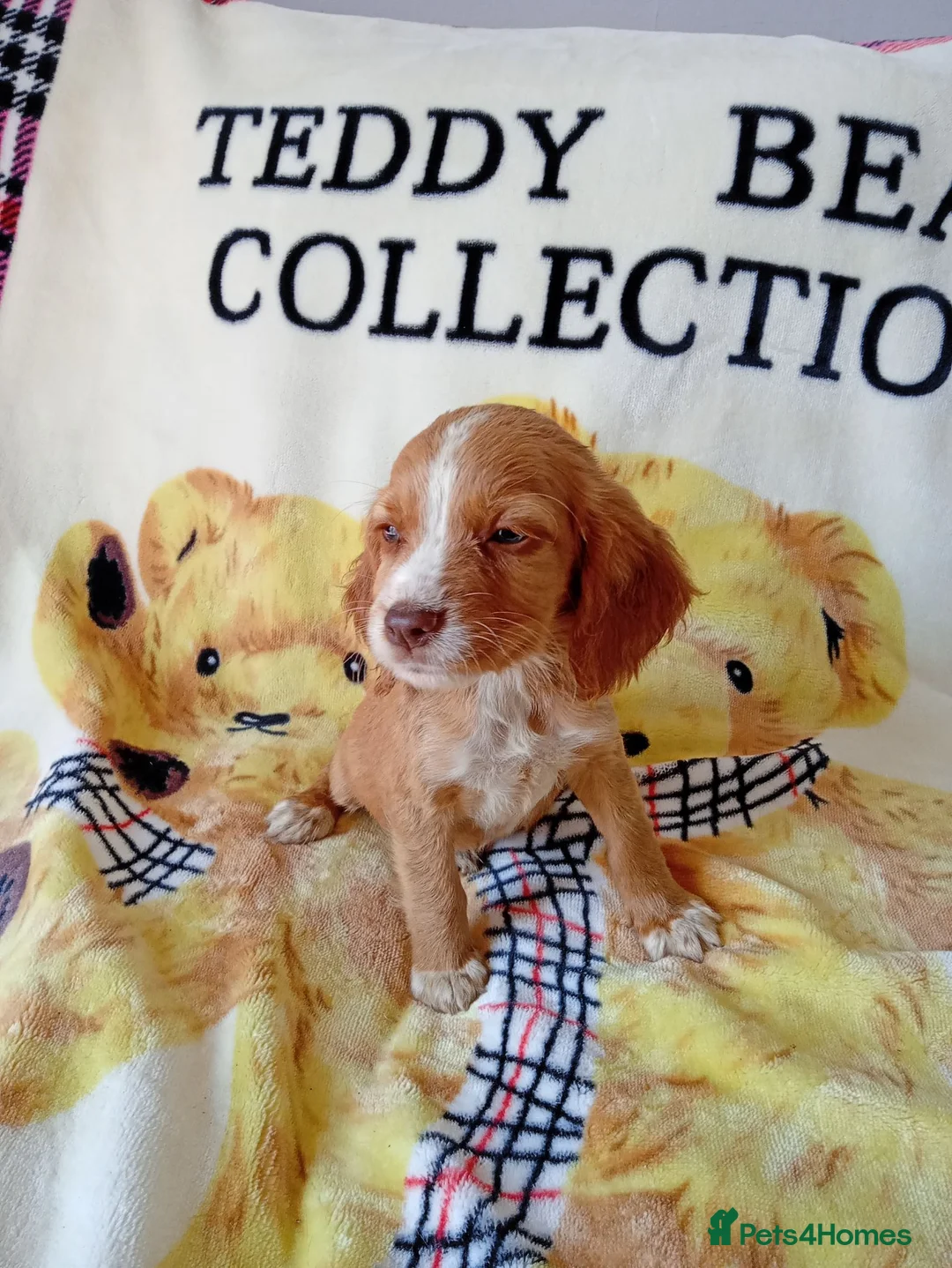 Cocker Spaniel dogs for sale: READY NOW Adorable puppies - Advert 2