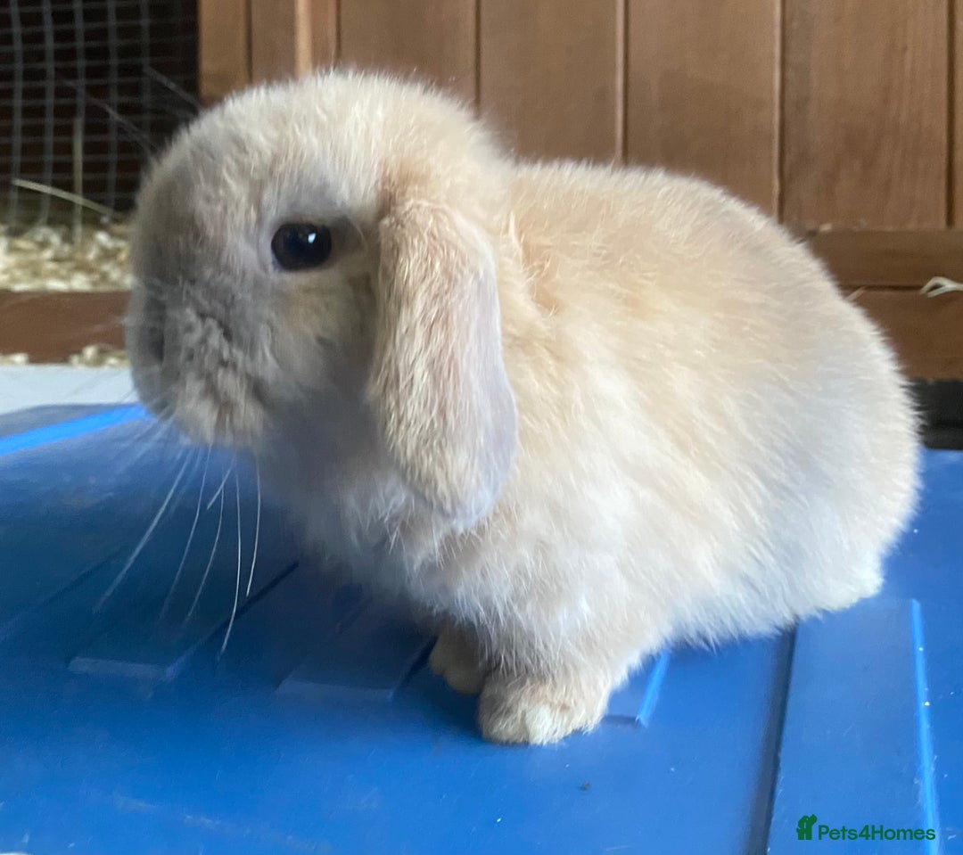 Mini Lop rabbits for sale: VACCINATED/wormed/flead mini lop babies  - Image 17