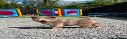 Chow Chow dogs for sale: Stunning Exotic colour chowski puppies for sale - Advert 32
