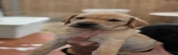 Labrador Retriever dogs for sale: Fox red Kc reg Labrador Retriever Puppies  - Advert 8