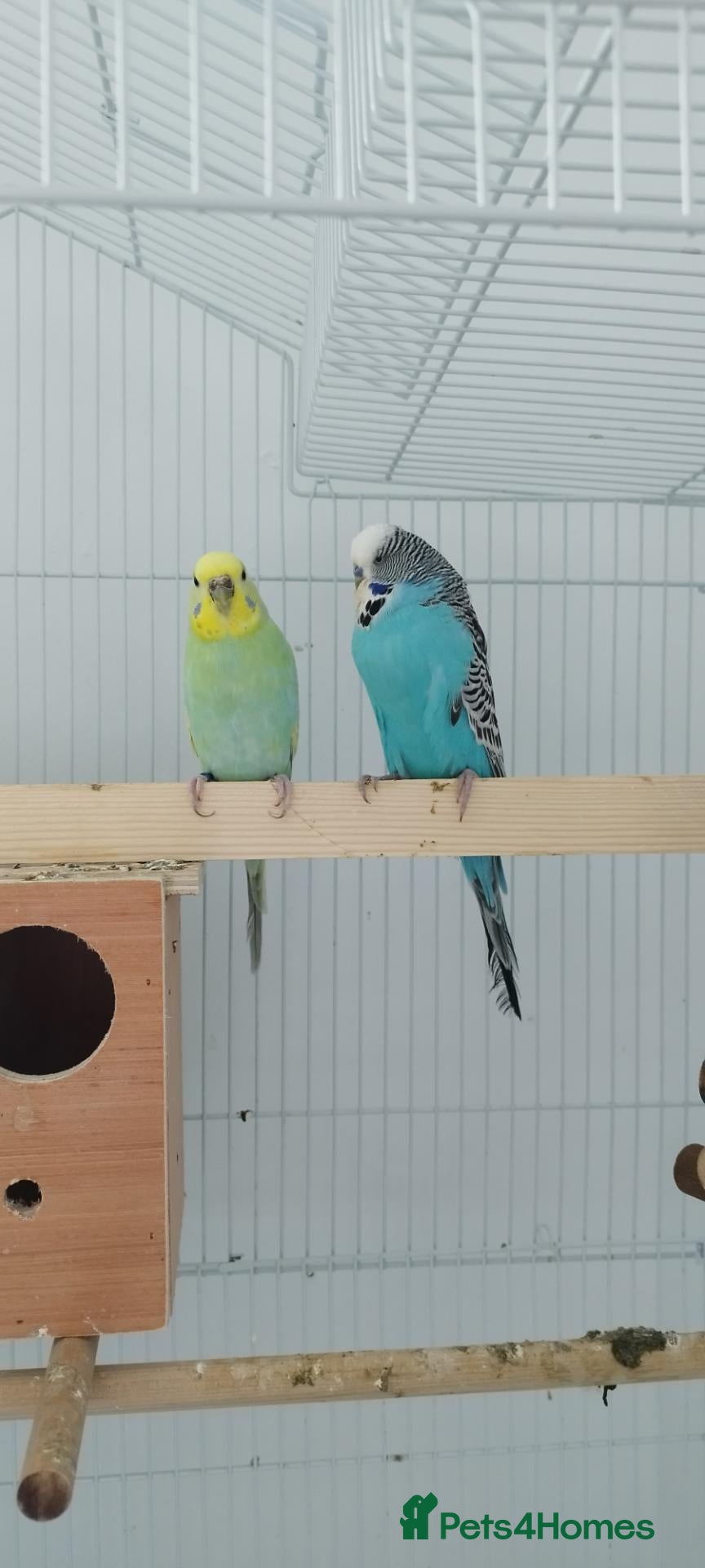 Budgerigars birds Beautiful family of 4 - Advert 1