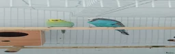 Budgerigars birds for sale: Beautiful family of 4 - Advert 1
