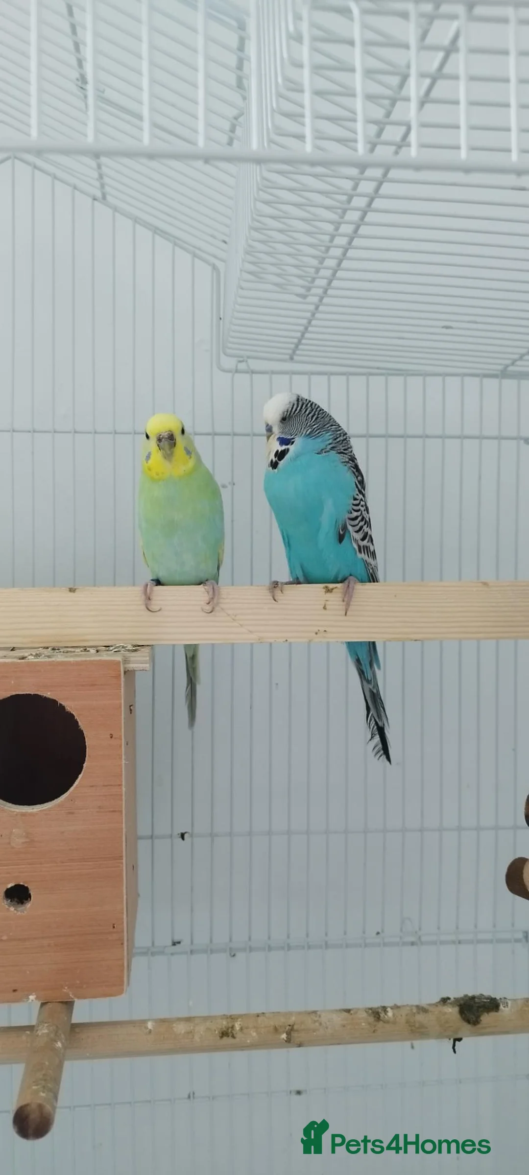 Budgerigars birds for sale: Beautiful family of 4 - Advert 1