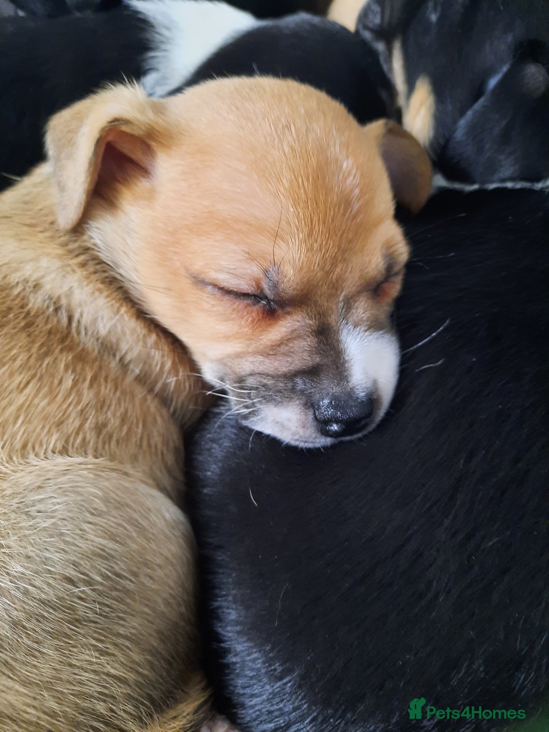 Jack Russell dogs for sale: Mini jack russells  - Image 16