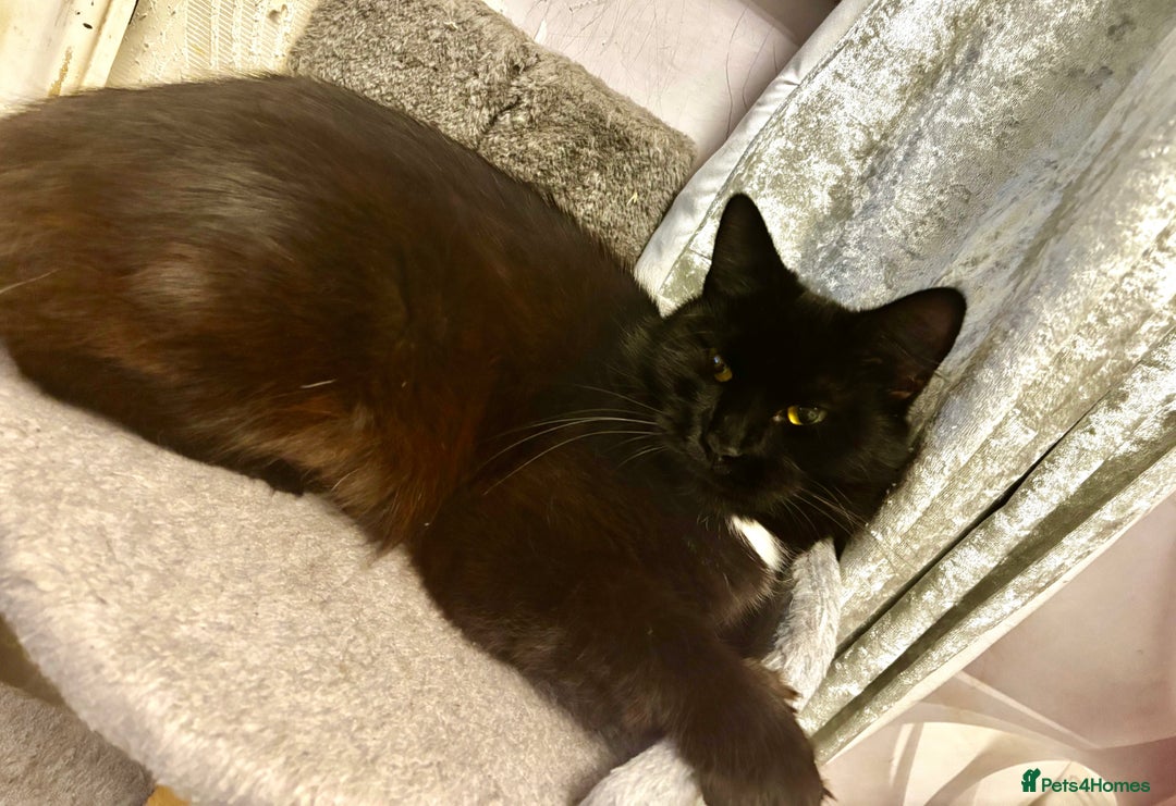 Mixed Breed cats for sale: Very fluffy, playful kittens - Advert 5