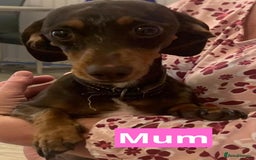 Miniature Dachshund dogs for sale: Miniature dachshund puppies - Image 25