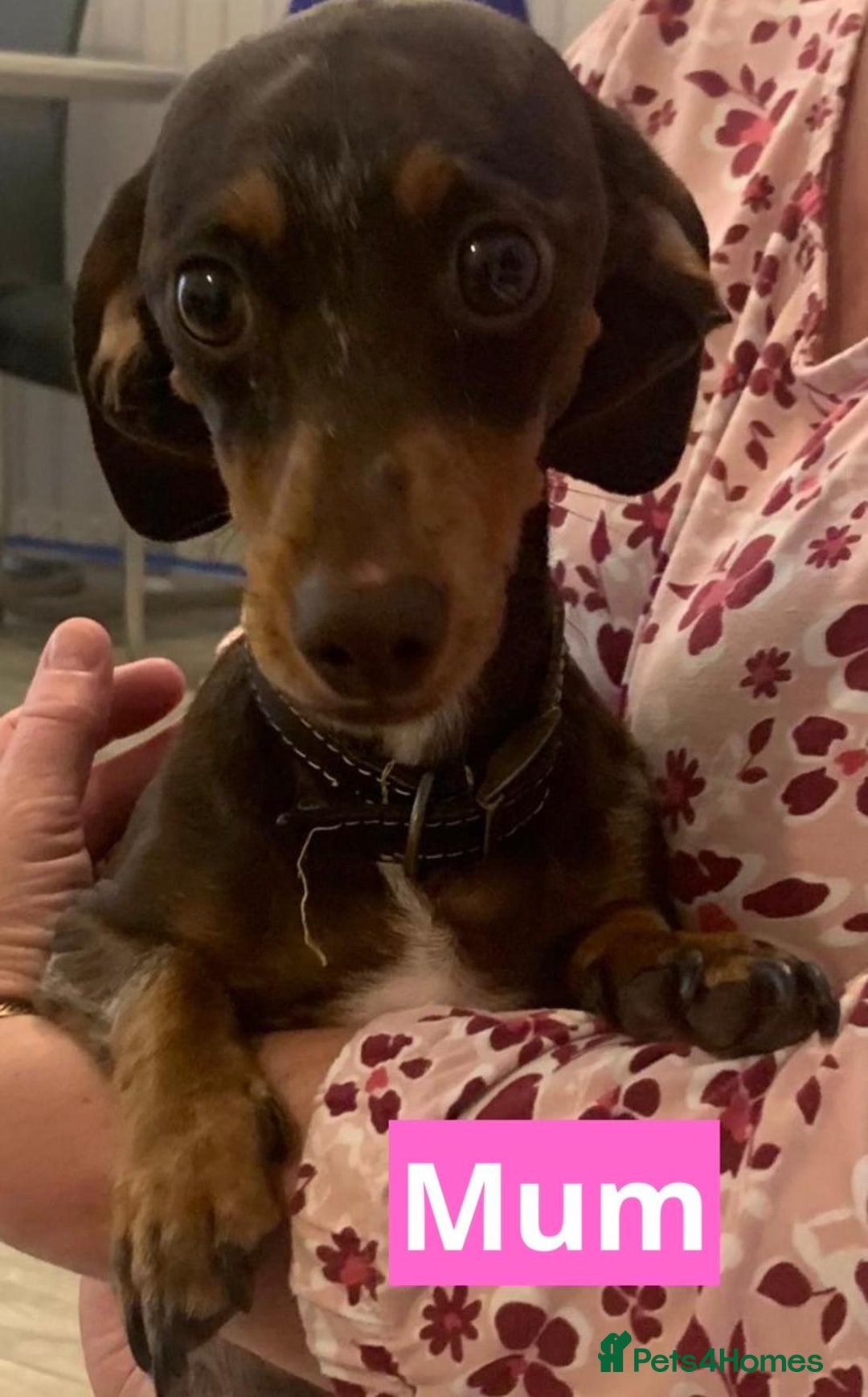 Miniature Dachshund dogs for sale: Miniature dachshund puppies - Image 25