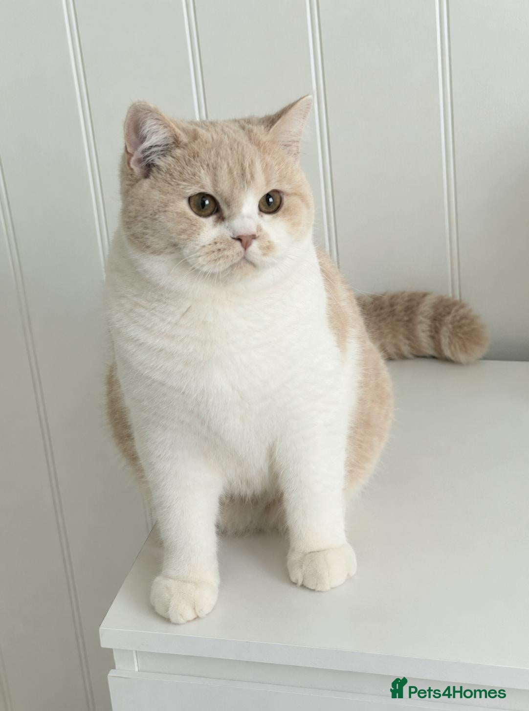 British Shorthair cats Beautiful Cream Bi-Colour Female Kitten - Advert 1
