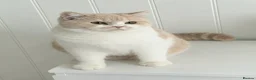 British Shorthair cats for sale: Beautiful Cream Bi-Colour Female Kitten - Advert 1