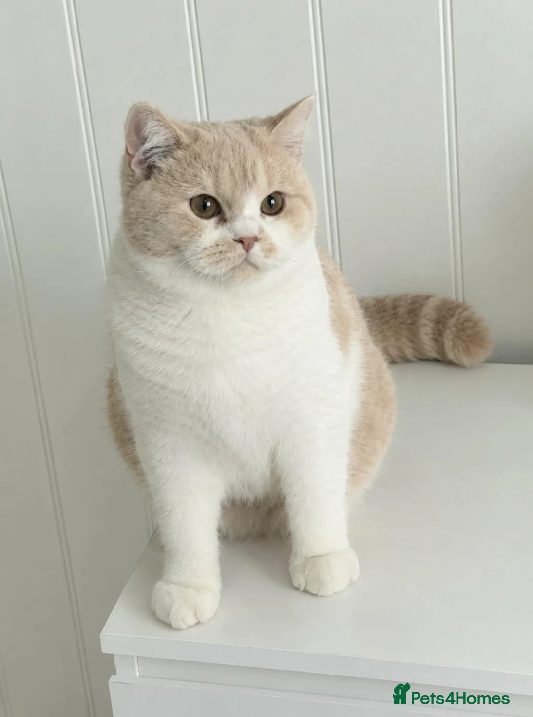 British Shorthair cats for sale: Beautiful Cream Bi-Colour Female Kitten - Advert 1