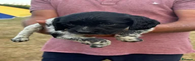 English Springer Spaniel 5