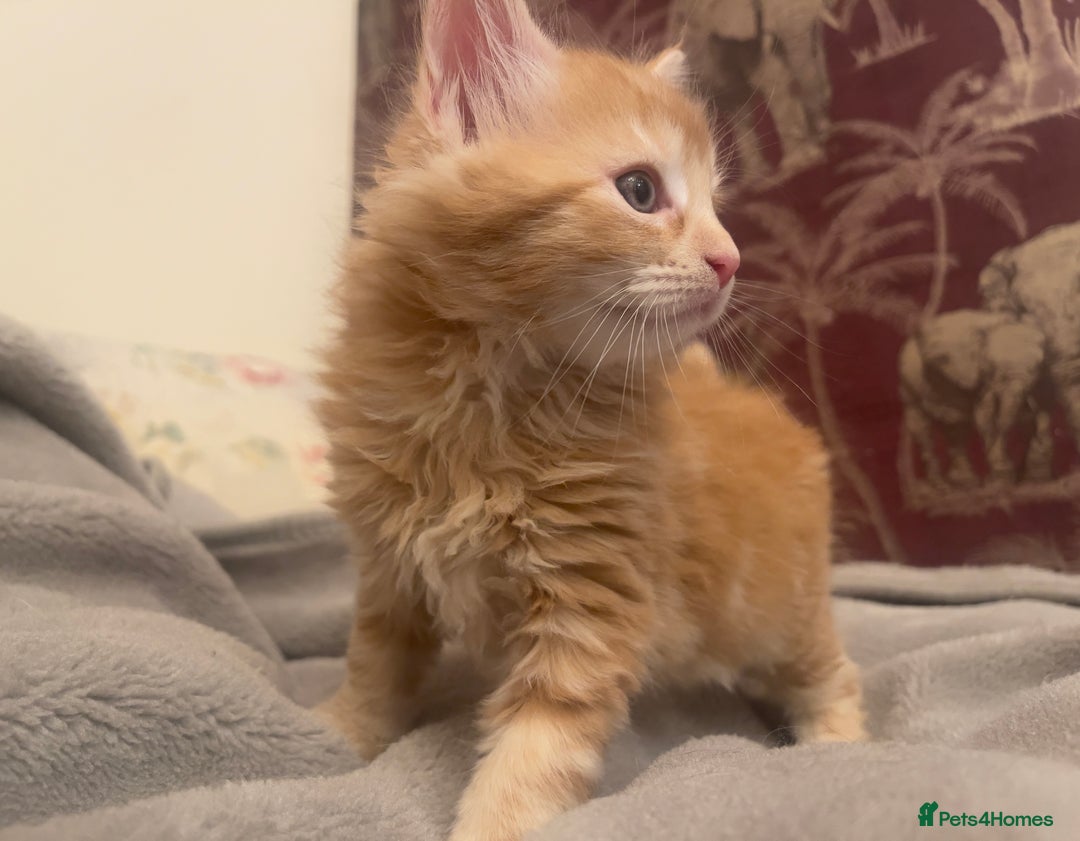 Mixed Breed cats for sale: 5 Fluffy Half Maine Coon kittens - Advert 13