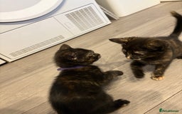 Mixed Breed cats for sale: 3 stunning kittens  - Image 2