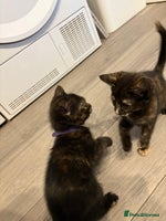 Mixed Breed cats - Advert 15