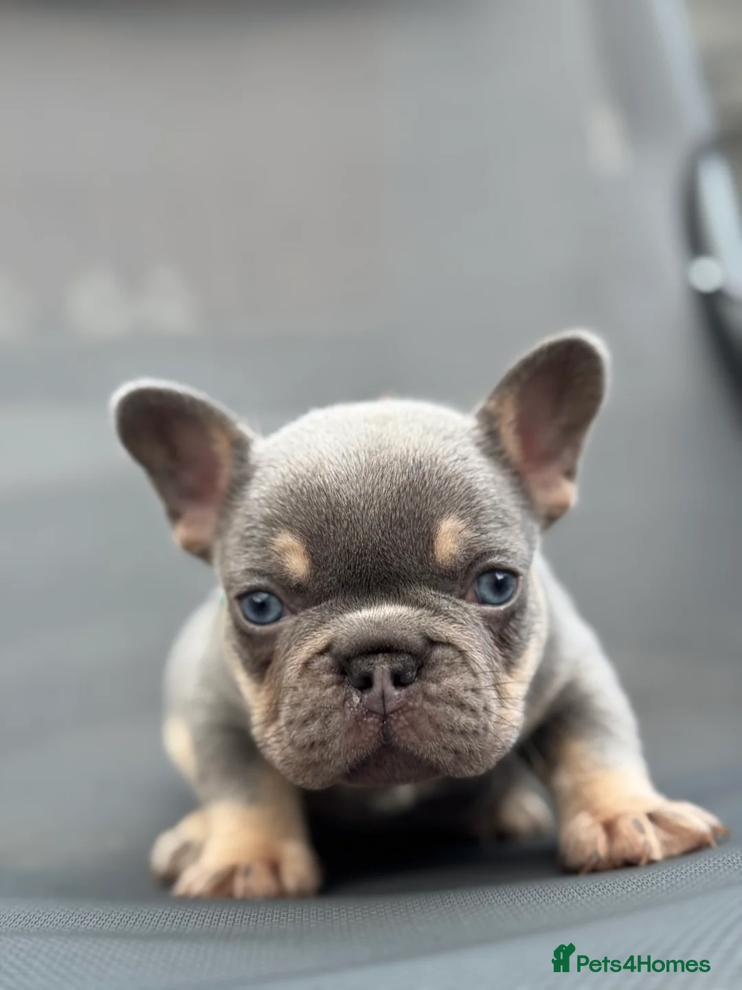 French Bulldog dogs for stud: L4 FLUFFY STUD - LILAC & TAN in Consett - Advert 10