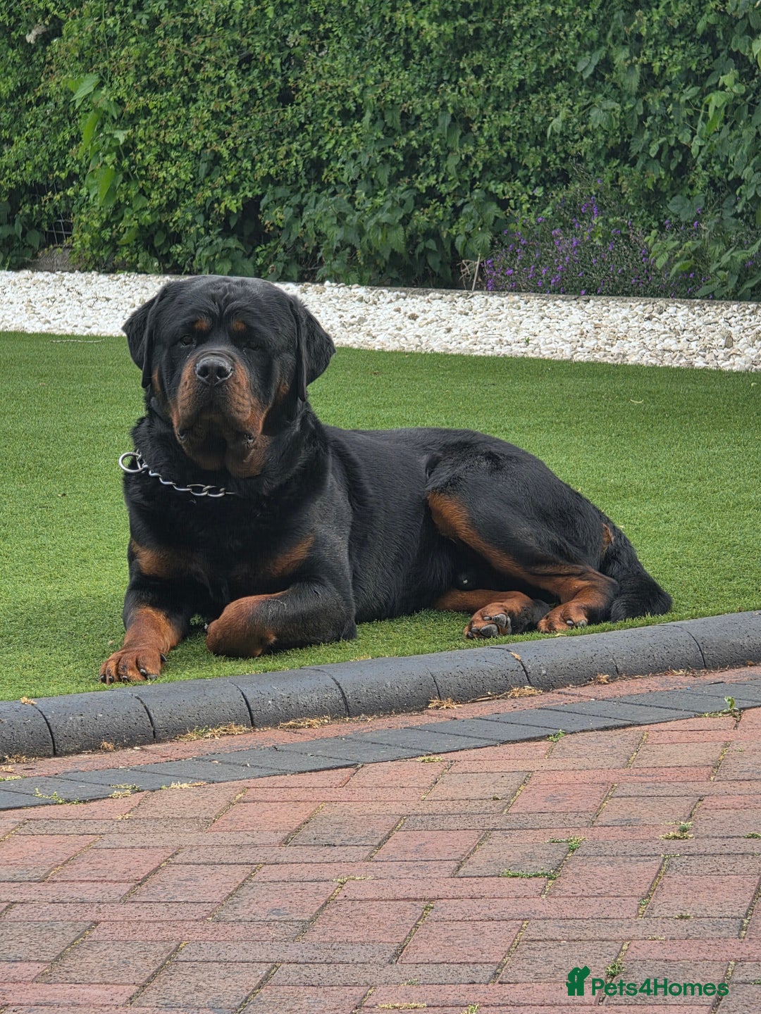 Rottweiler dogs for sale: True Quality Rottweiler Female Puppy  - Image 11