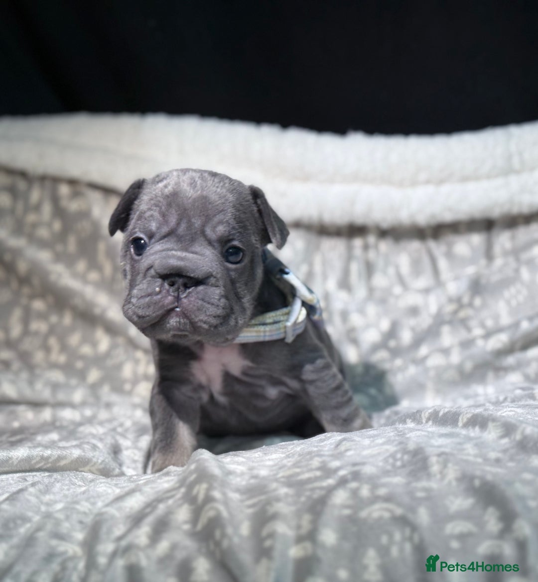 French Bulldog dogs for sale: French bulldog puppies for sale! - Advert 17