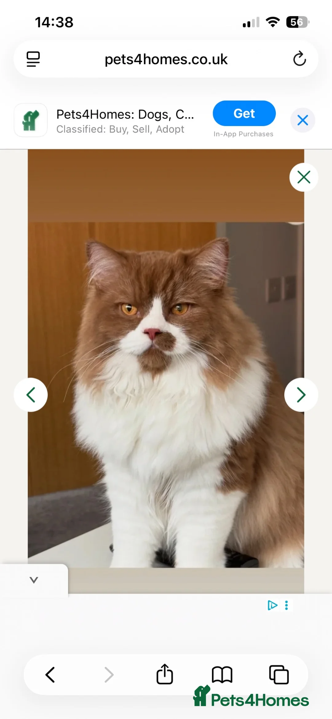 Mixed Breed cats for sale: Persian x british longhaired boy - Advert 6