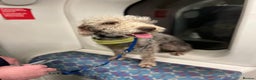 Bedlington Terrier dogs for sale: DNA tested purebred Bedlington terrier  - Advert 5