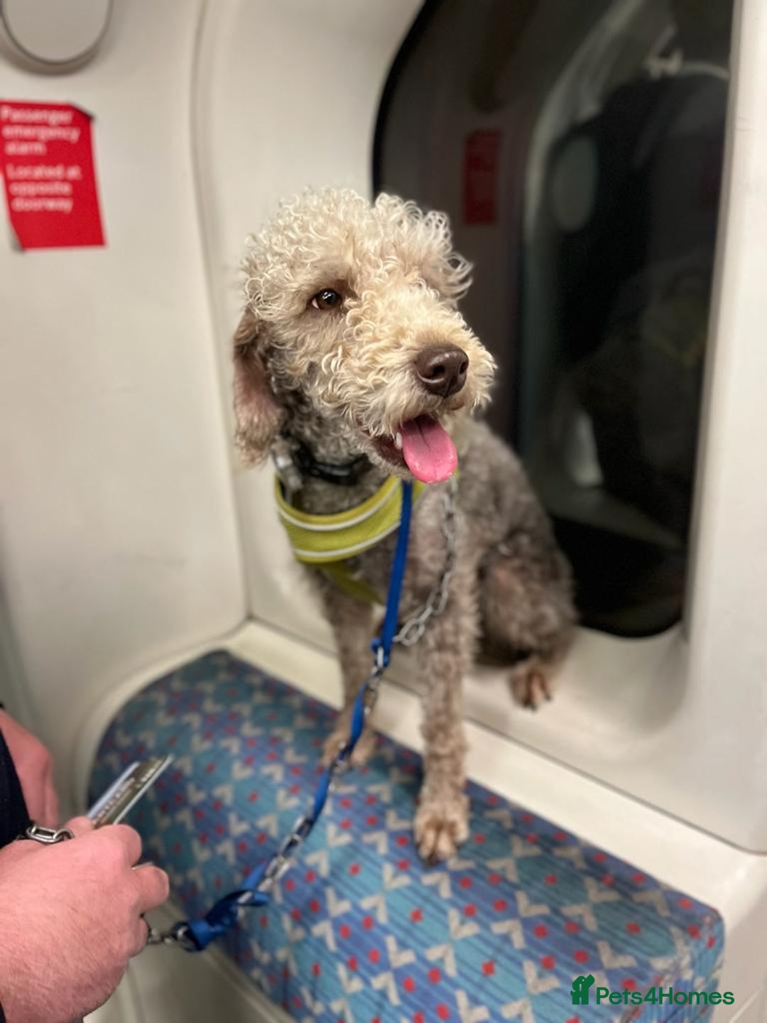 Bedlington Terrier dogs for sale: DNA tested purebred Bedlington terrier  - Advert 5