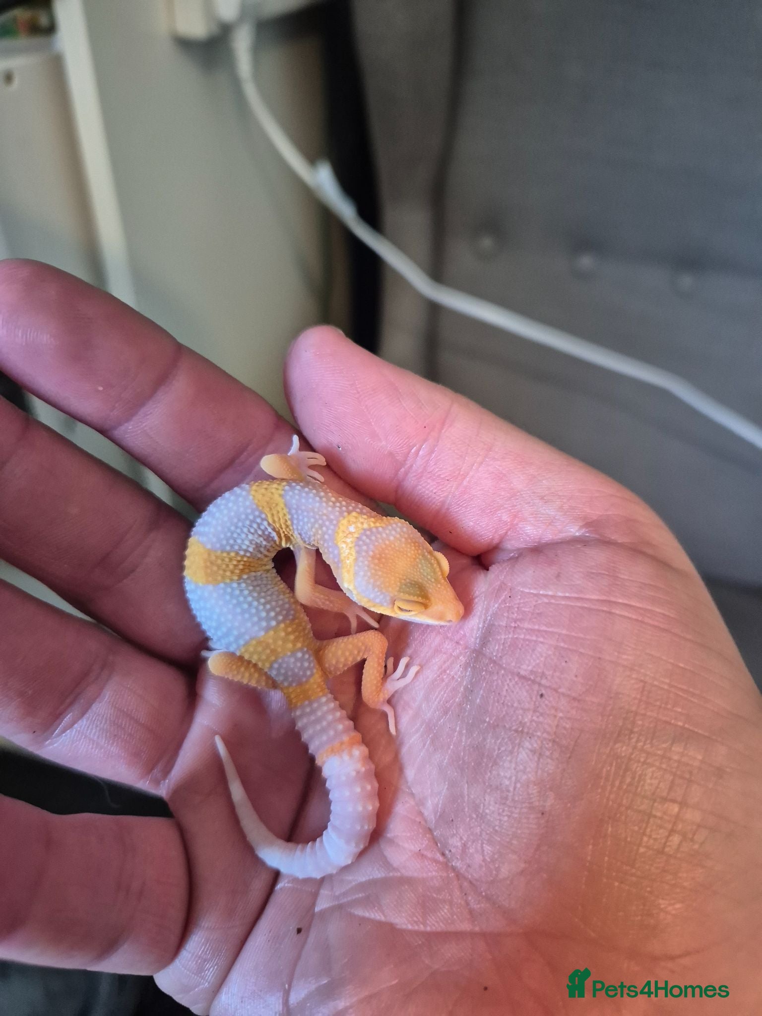 Leopard Gecko reptiles Male leopard gecko  - Advert 15