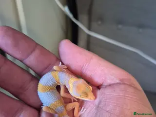 Leopard Gecko reptiles Male leopard gecko - Advert 1
