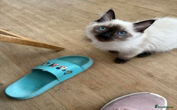 Ragdoll cats for sale: GCCF ragdoll seal point girl - Image 4