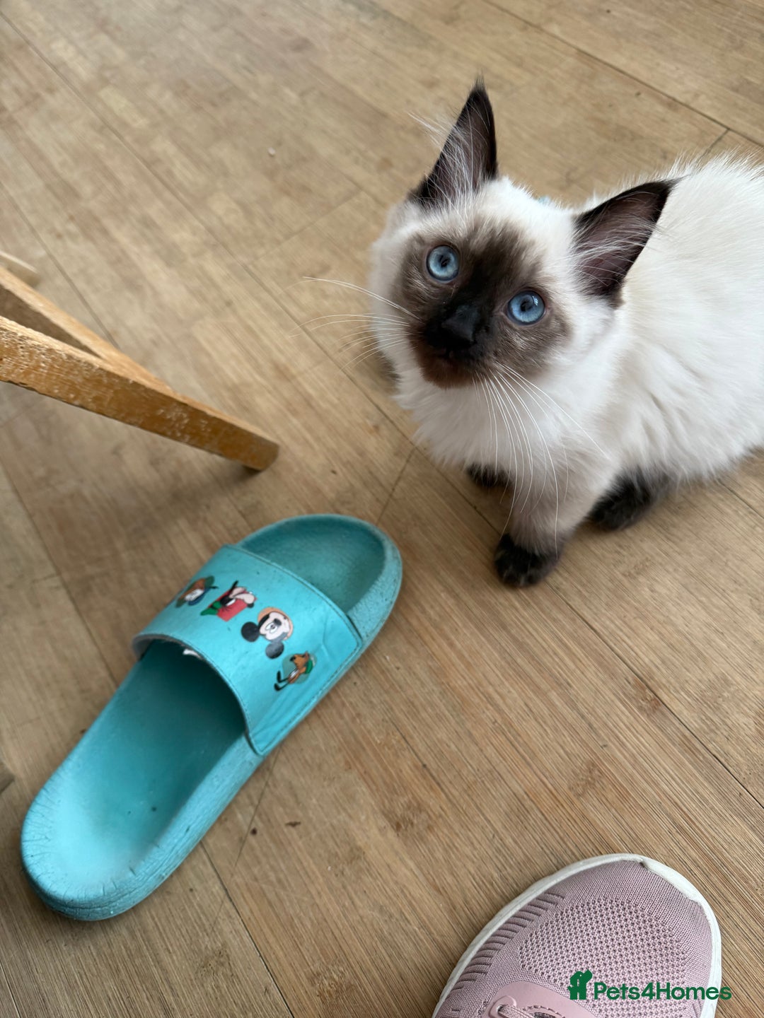 Ragdoll cats for sale: GCCF ragdoll seal point girl - Image 4