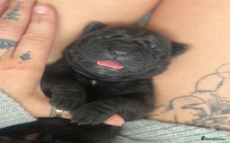Mixed Breed dogs for sale: 3 beautiful boys for sale  - Image 13