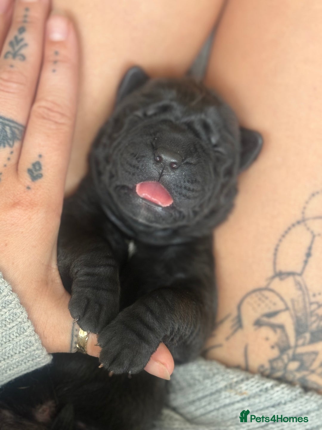 Mixed Breed dogs for sale: 3 beautiful boys for sale  - Image 13