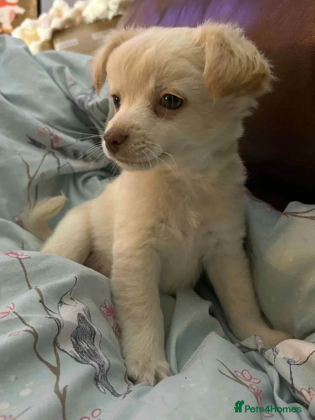 Chihuahua dogs for sale: Long haired chihuahuas - Advert 4