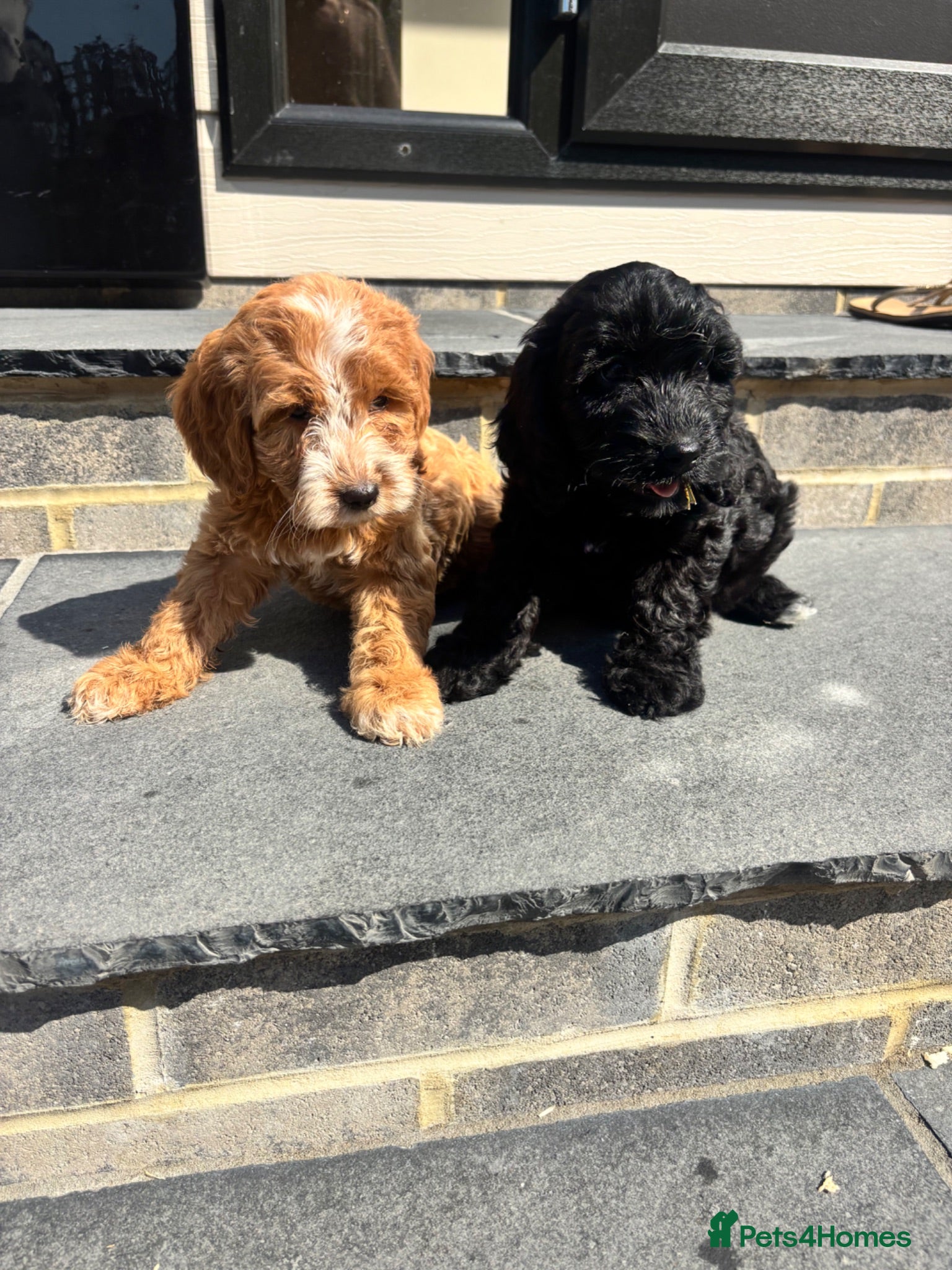 Cockapoo dogs TWO GIRLS READY TO LEAVE NOW KC PARENTS  - Advert 1
