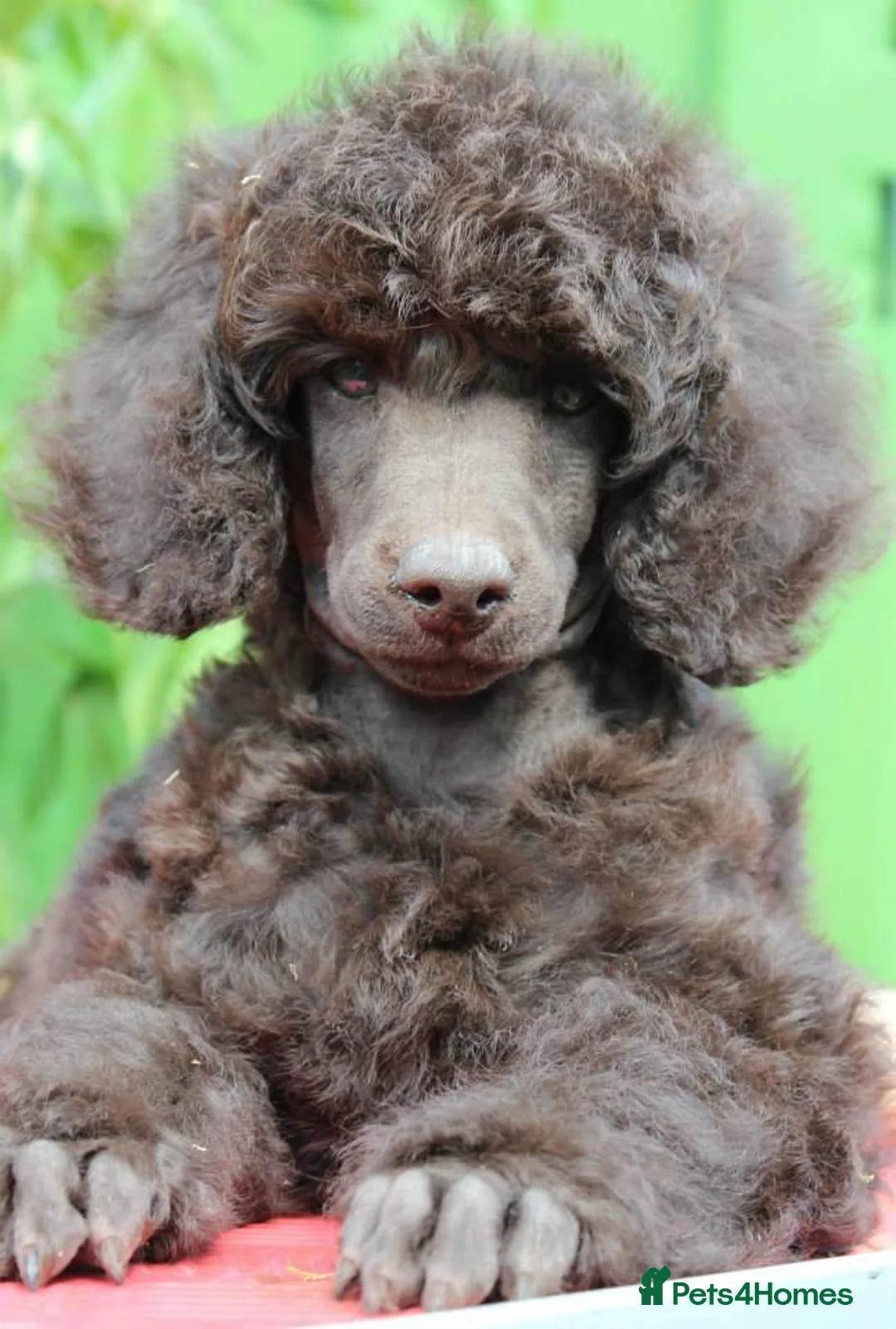 Miniature Poodle dogs for sale: Beautiful Girls!!! - Advert 2