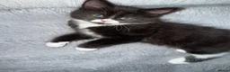 Mixed Breed cats for sale: Male kitten  - Advert 6