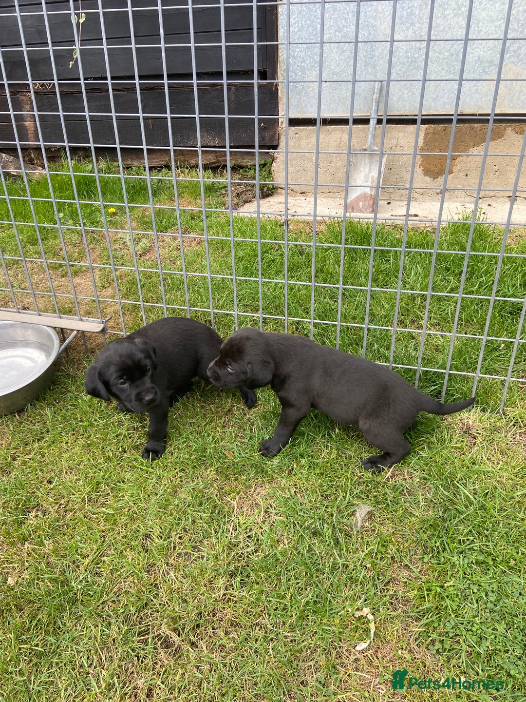Labrador Retriever dogs for sale: Labrador pups - Image 4