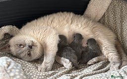 British Shorthair cats for sale: 3 Beautiful solid blue males  - Image 1