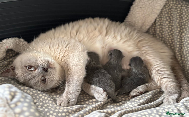 British Shorthair cats - Advert 15
