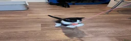 Mixed Breed cats for sale: Beautiful kittens  - Advert 5